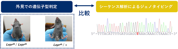糖尿病モデル インフォメーション4